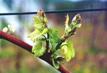 Winoro�l i ekologia