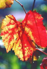 Winoro�l i ekologia