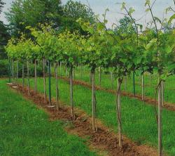 Intensywny wzrost latoro�li