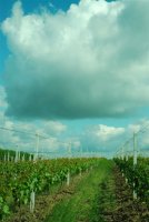 Konwent Winiarzy Niepo�omice