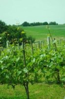 Konwent Winiarzy Niepo�omice