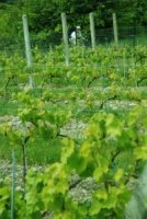 Konwent Winiarzy Niepo�omice