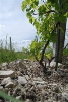 Konwent Winiarzy Niepo�omice