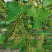 Kwitnienie winoro�li