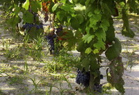 fot. Winnica Ma�y M�ynek