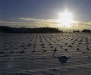 fot. Winnica Mierz�cin