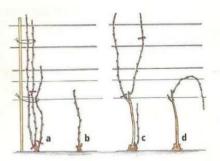 Spos�b wyprowadzania formy Guyota