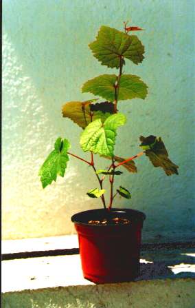 Sadzonka kr�tka w pojemniku