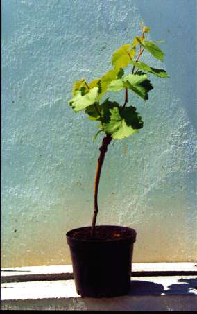 Sadzonka d�uga w pojemniku