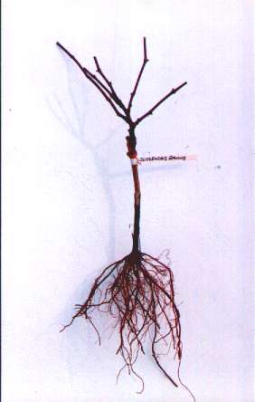 Sadzonka d�uga zdrewnia�a