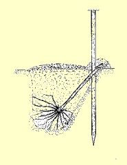 U�o�enie sadzonki winorosli w do�ku