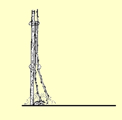 Podwi�zany m�ody krzew winorosli