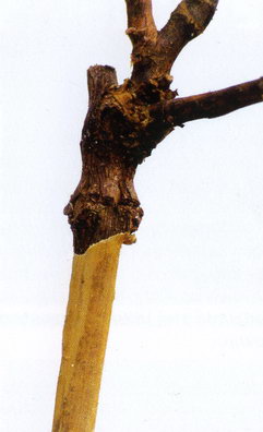 Szczepiona sadzonka winoro�li