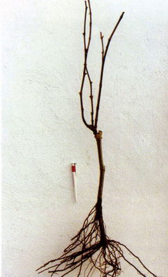 Dobrej jako�ci d�uga sadzonka