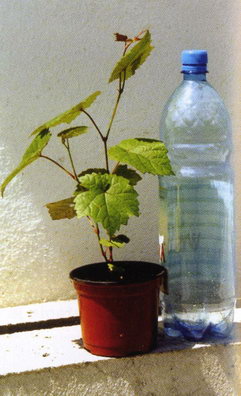 Z�ej jako�ci sadzonka w pojemniku