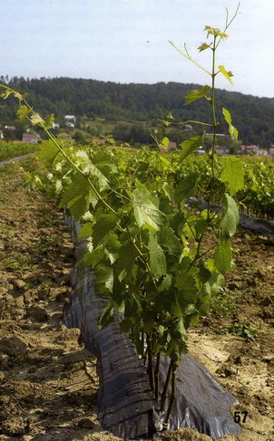 Szk�ka winoro�li