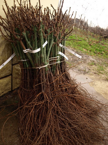 Sadzonki winoro�li