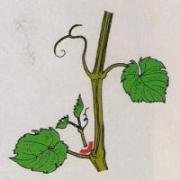 Skracanie m�odych pasierb�w