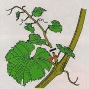 Skracanie starszych pasierb�w