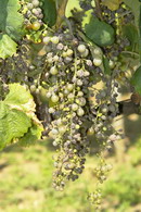 M�czniak prawdziwy winoro�li