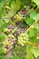 Szara ple�� winoro�li