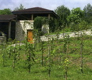 fot. Winnica Smyka�