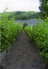 W�gierskie winnice na powulkanicznych stokach