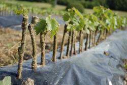 Szk�ka winoro�li