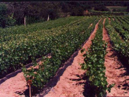 Szk�ka winoro�li