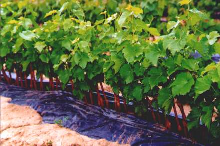 Sadzonki winoro�li