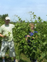 fot. Winnica Do�wiadczalna Victoria