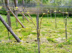 Dwuletni krzew na wiosnę