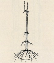 Sposób przycięcia sadzonki