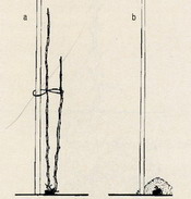 Cięcie krzewów jednorocznyc
