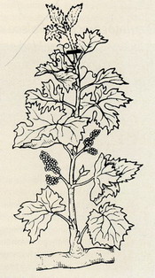 Ogławianie latorośli