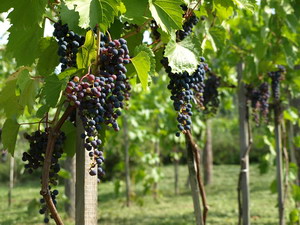 Winoro�l Frontenac