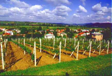 Zak�adanie i prowadzenie winnicy