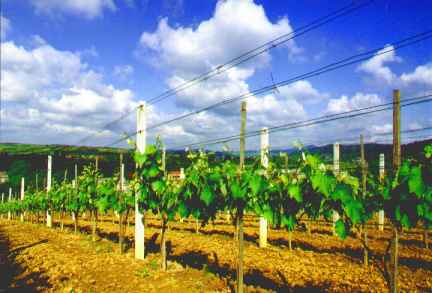 Zak�adanie winnicy