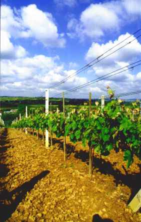 Zak�adanie i prowadzenie winnicy