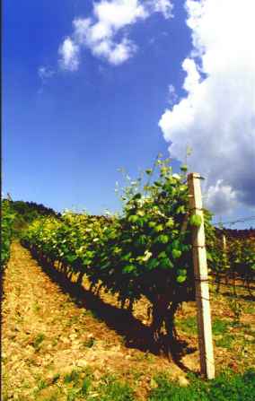 Zak�adanie winnicy