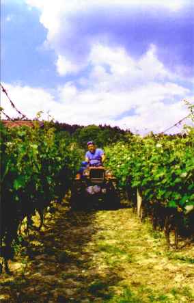 Zak�adanie i prowadzenie winnicy