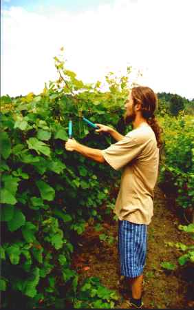 Zak�adanie winnicy