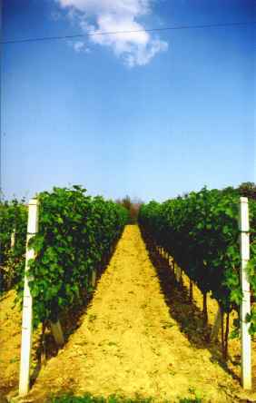 Zak�adanie i prowadzenie winnicy