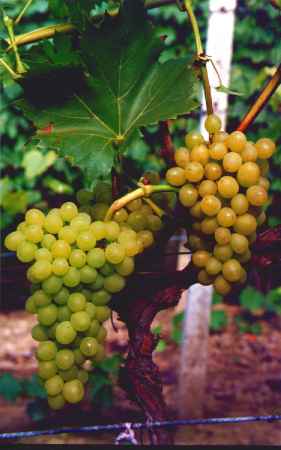 Zak�adanie winnicy