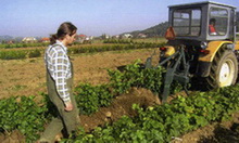 Zak�adanie winnicy