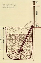 Prawid�owe sadzenie winoro�li