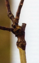 Zak�adanie winnicy