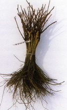 Zak�adanie winnicy